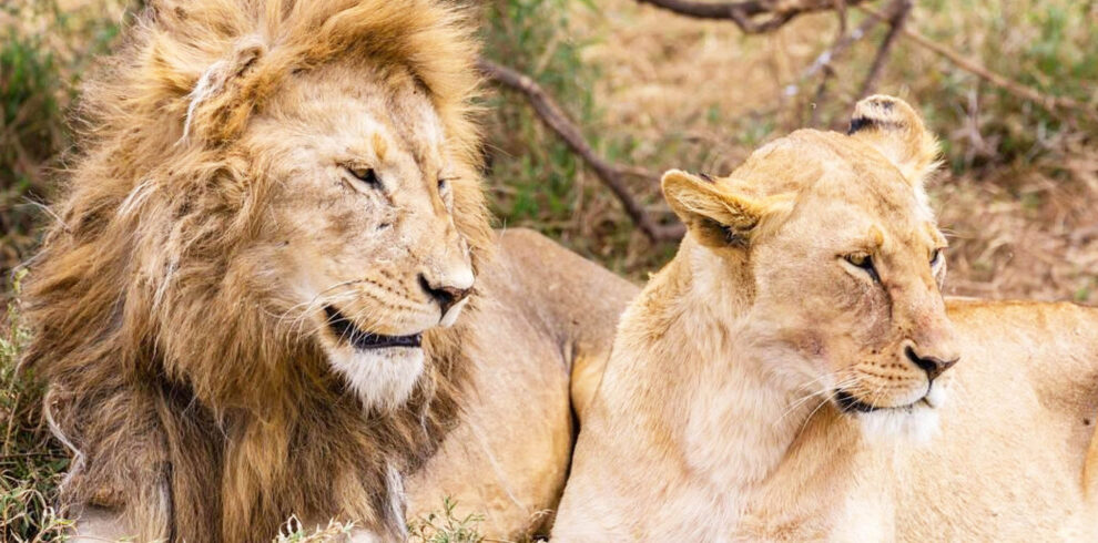 serengeti national park