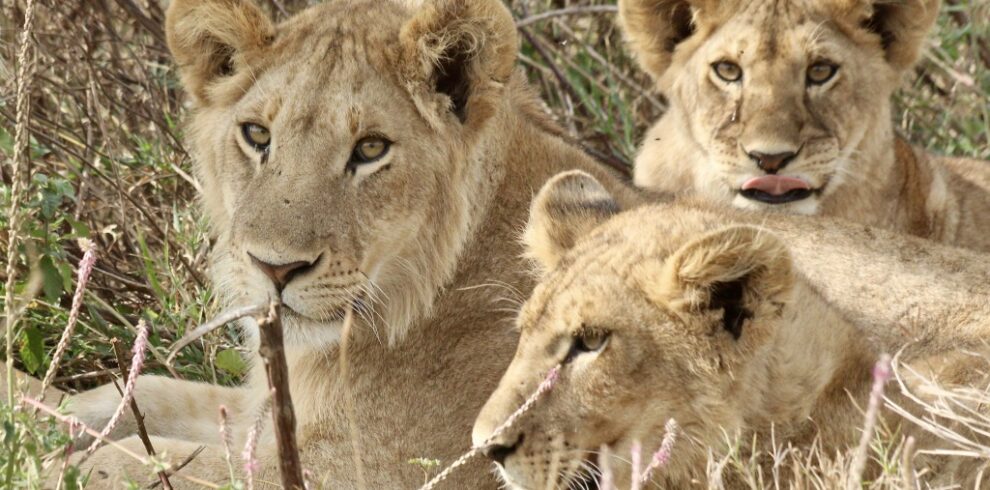 fQ60WopeTvOu7nq4YNA50A_thumb_7e